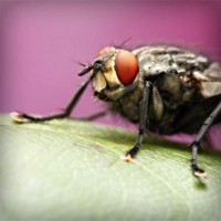 /album/bradovwebli/photolia-a08-jpg/